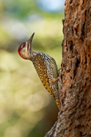 Datel zlatoocasy - Campethera abingoni - Golden-tailed Woodpecker o6073